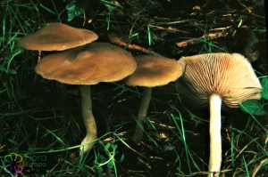 Stink satijnzwam Entoloma rhodopodium